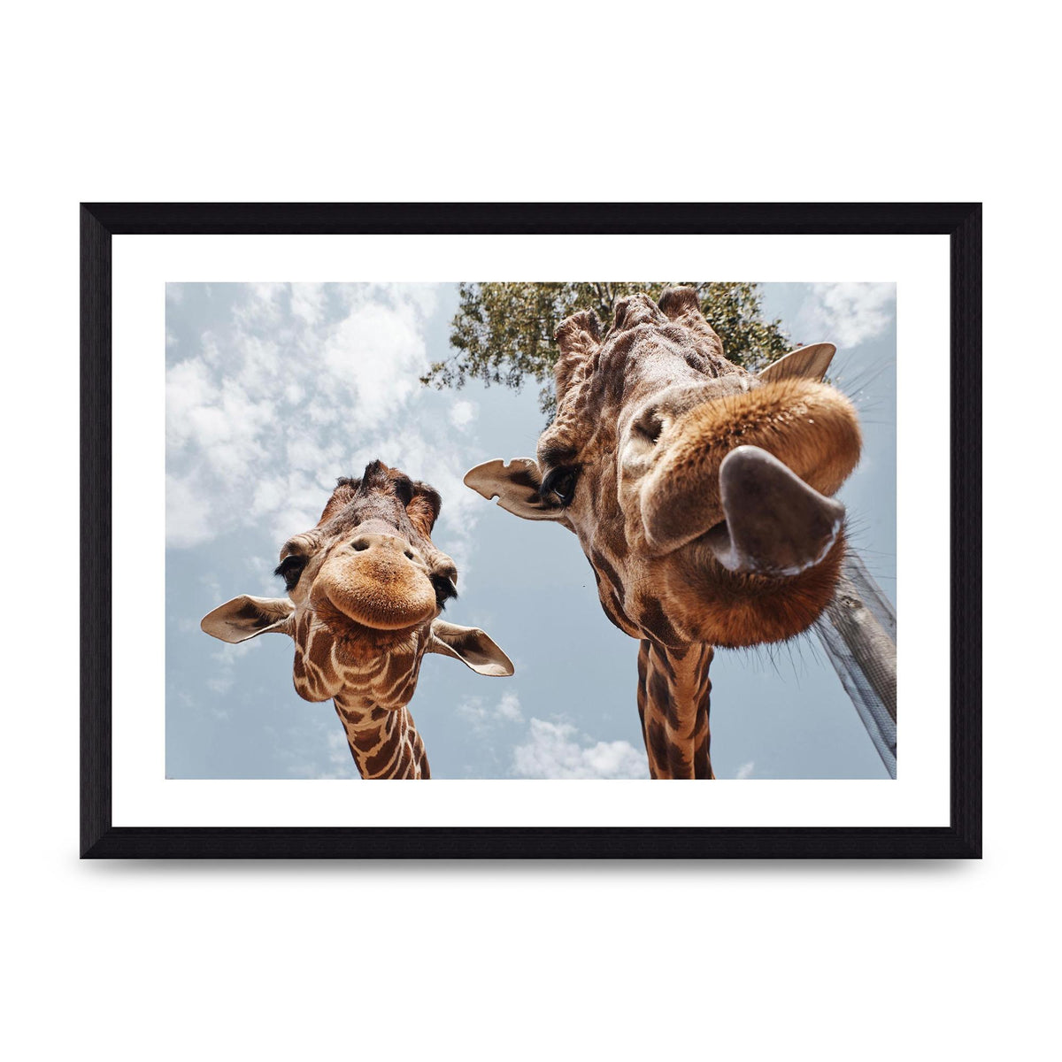 2 Giraffes Tongue Out Wall Art - A4 framed