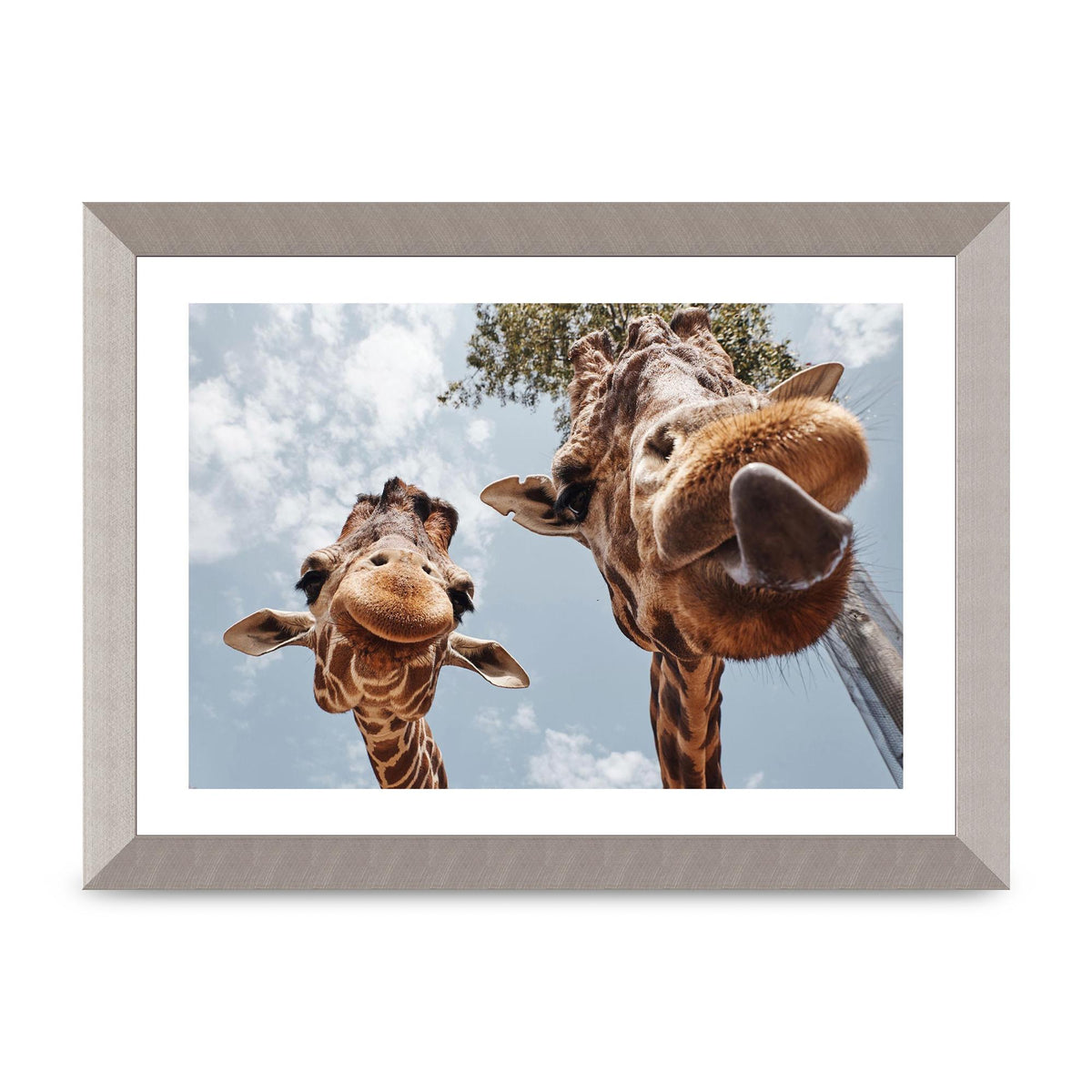 2 Giraffes Tongue Out Wall Art - A4 framed