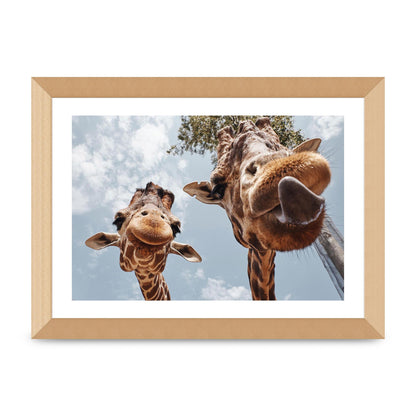 2 Giraffes Tongue Out Wall Art - A4 framed