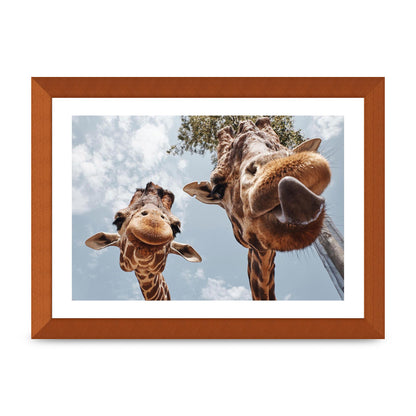 2 Giraffes Tongue Out Wall Art - A4 framed