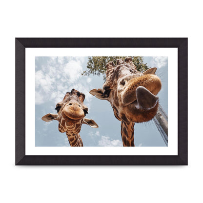 2 Giraffes Tongue Out Wall Art - A4 framed