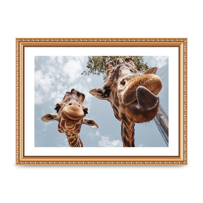 2 Giraffes Tongue Out Wall Art - A4 framed