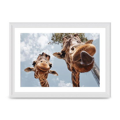 2 Giraffes Tongue Out Wall Art - A4 framed
