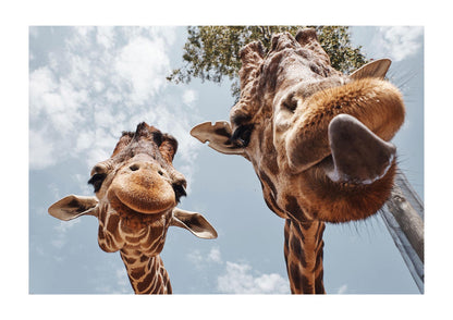 2 Giraffes Tongue Out Wall Art - detail