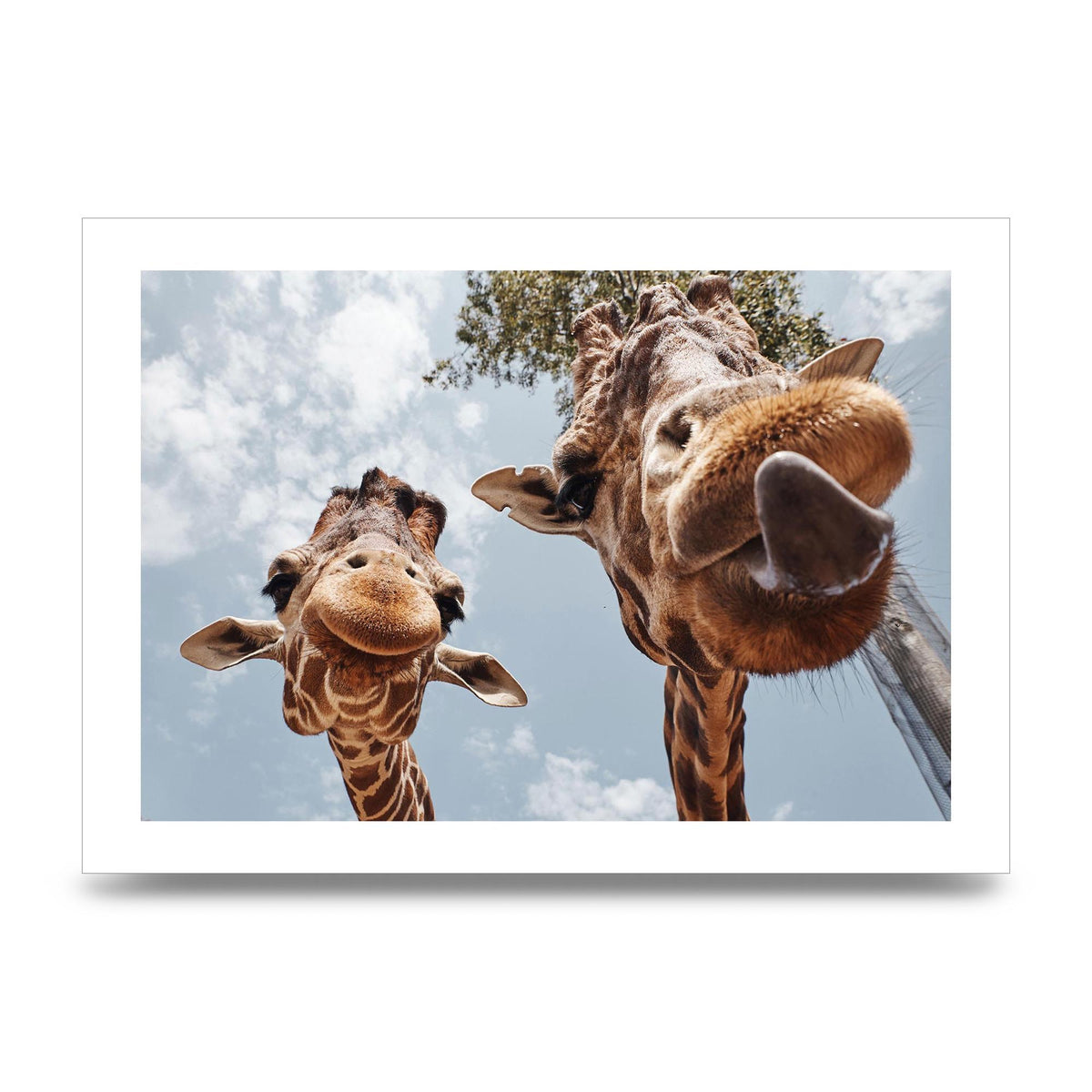 2 Giraffes Tongue Out Wall Art - unframed print