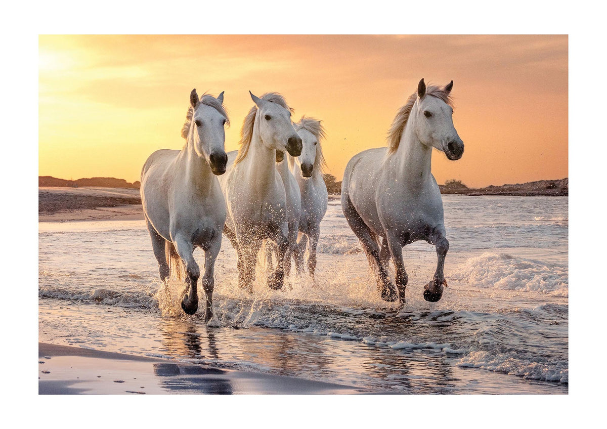 White Horses On A Beach Camargue France Art For The Home - detail