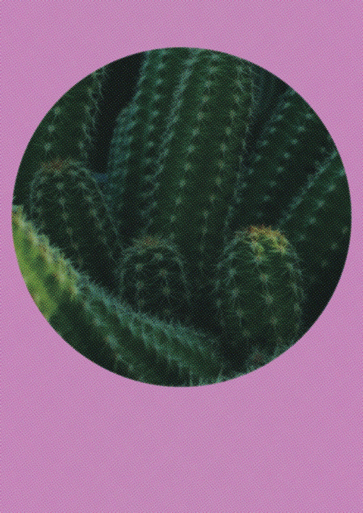 Halftone Cactus Pink Art For The Home - detail
