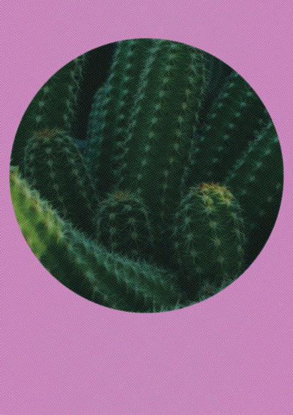 Halftone Cactus Pink Art For The Home - detail