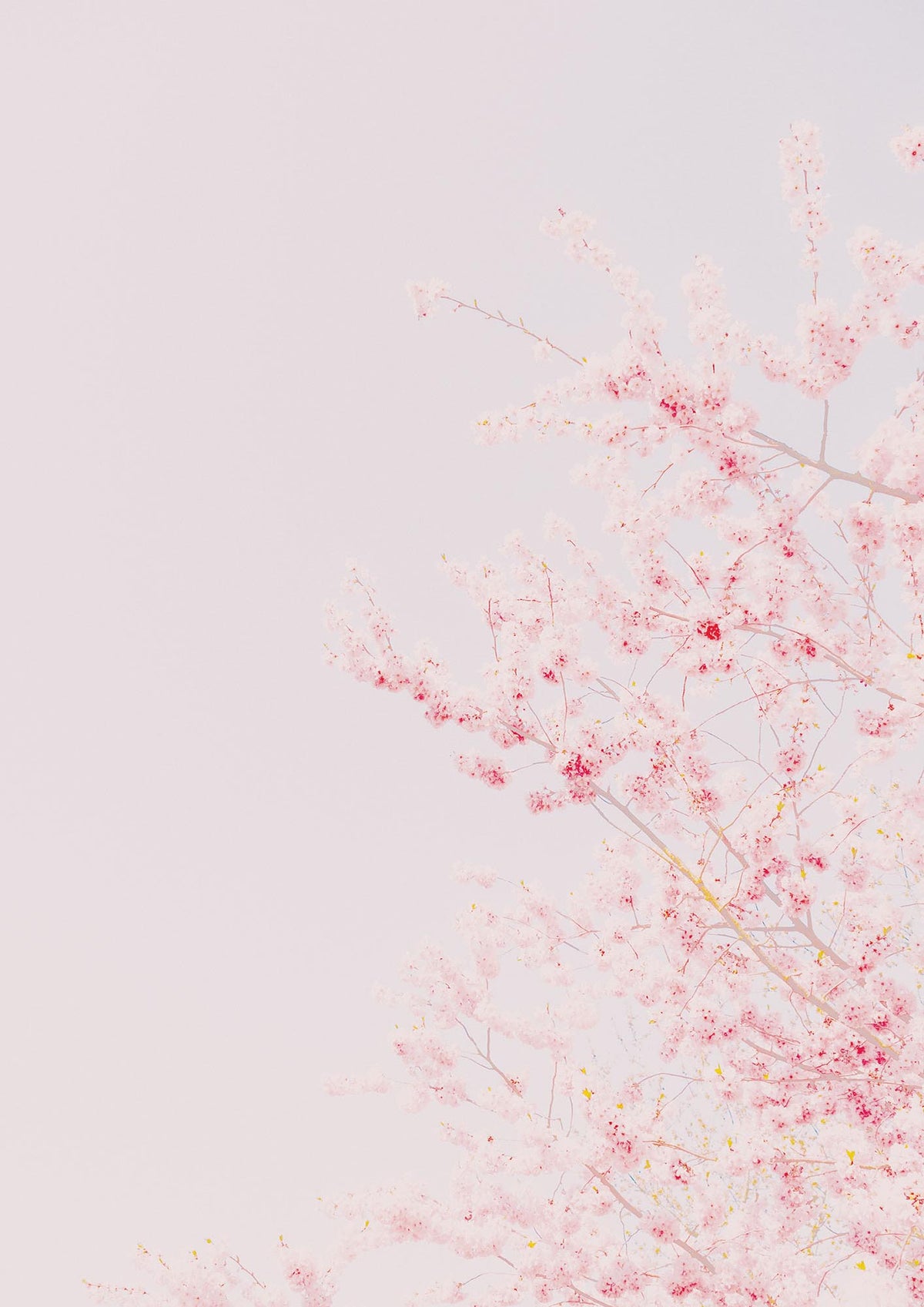 Minimalist Soft Flower Wall Art - detail
