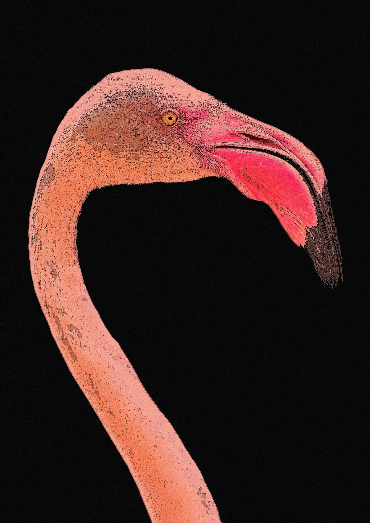 Closeup Flamingo Wall Art - detail