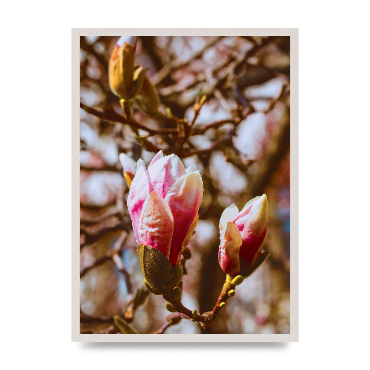 Floral Bud Wall Art - A2 framed