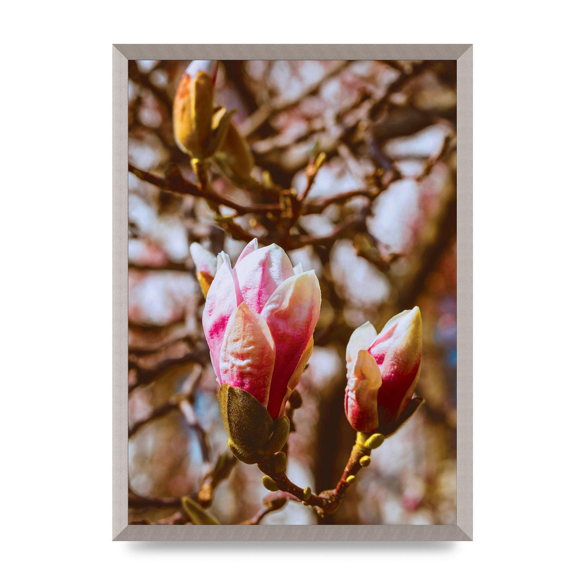 Floral Bud Wall Art - A2 framed