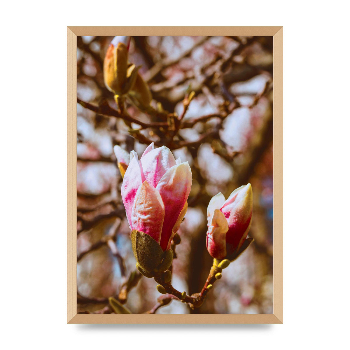 Floral Bud Wall Art - A2 framed