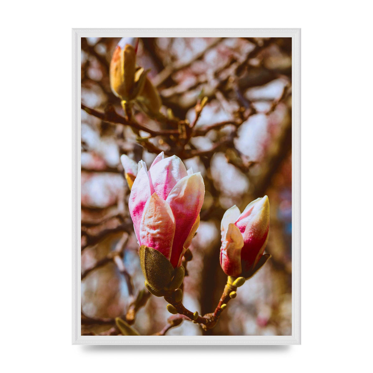 Floral Bud Wall Art - A2 framed