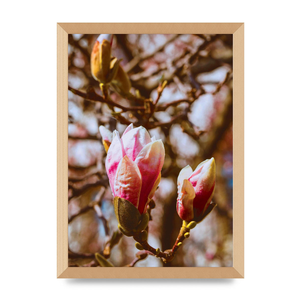 Floral Bud Wall Art - A3 framed