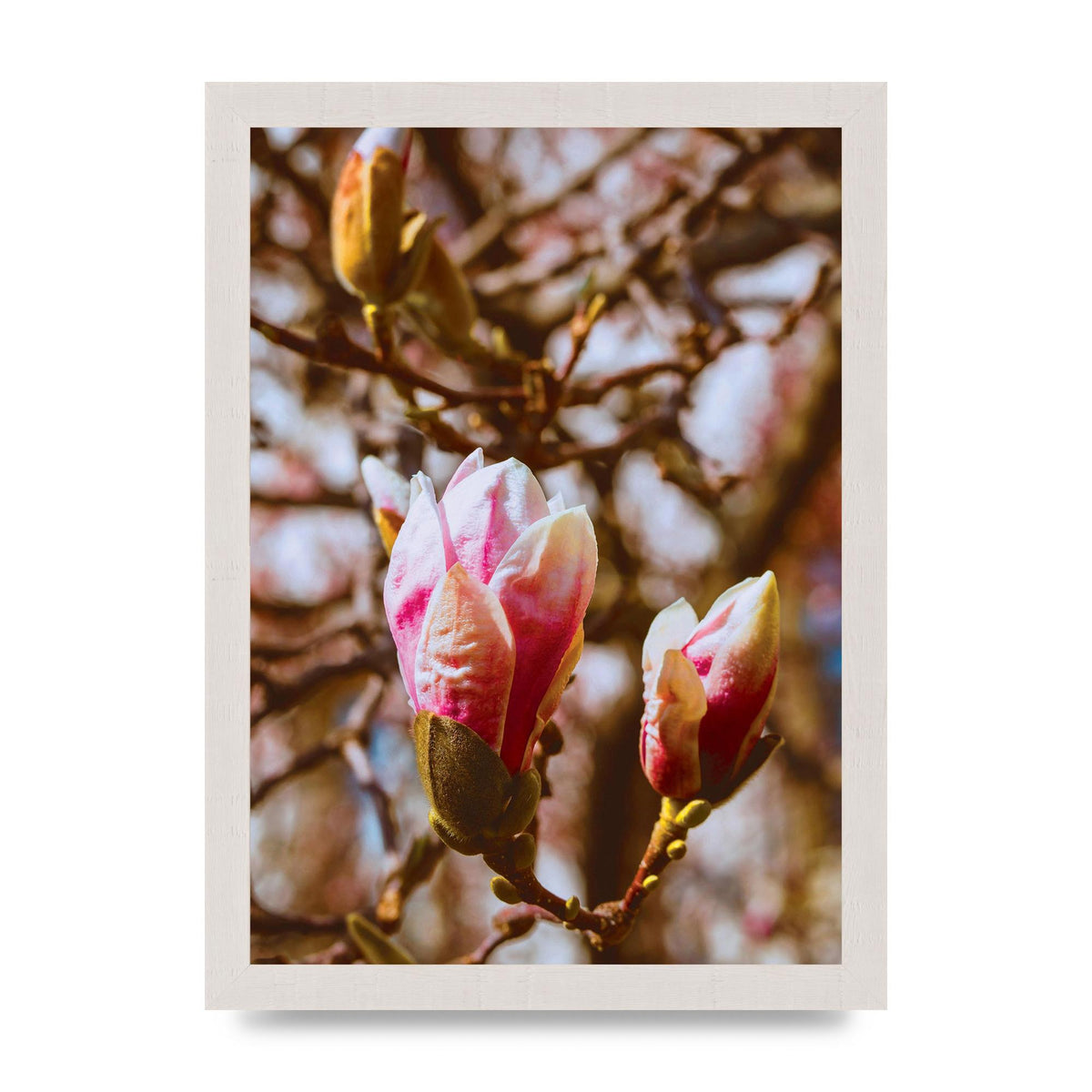 Floral Bud Wall Art - A4 framed