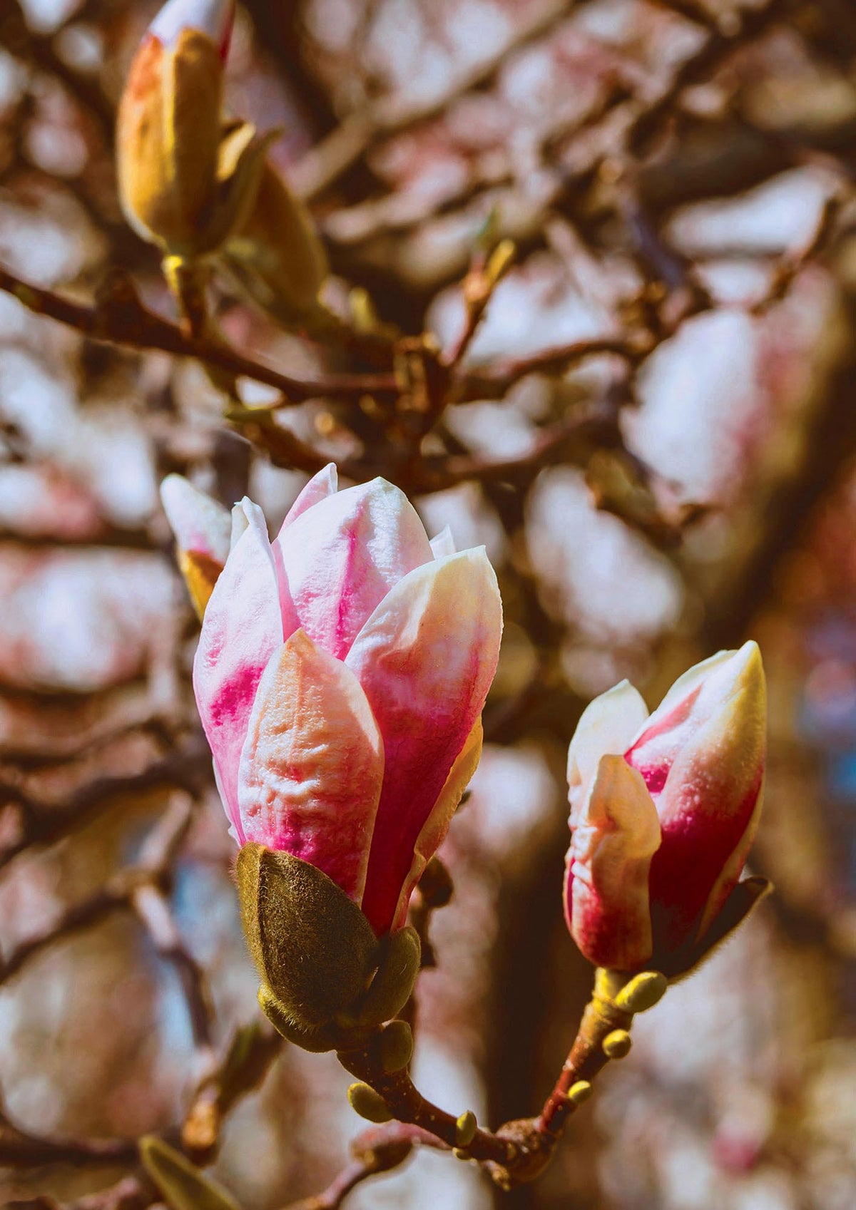 Floral Bud Wall Art - detail