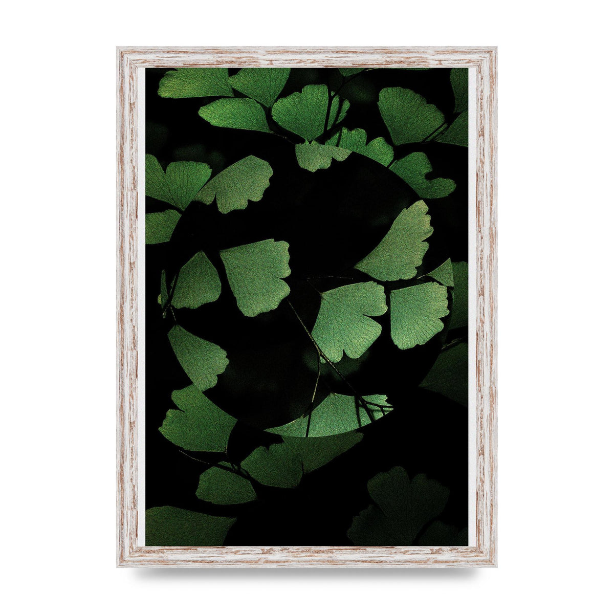 Leaf Disc Wall Art - A3 framed