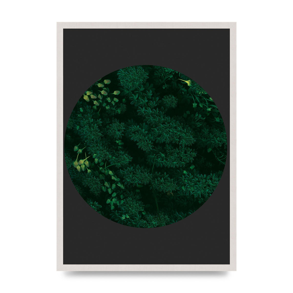 Black Back Green Plant Disc Series One Art For The Home - A2 framed