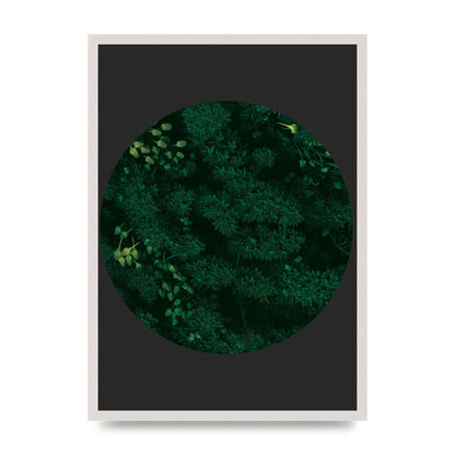 Black Back Green Plant Disc Series One Art For The Home - A2 framed