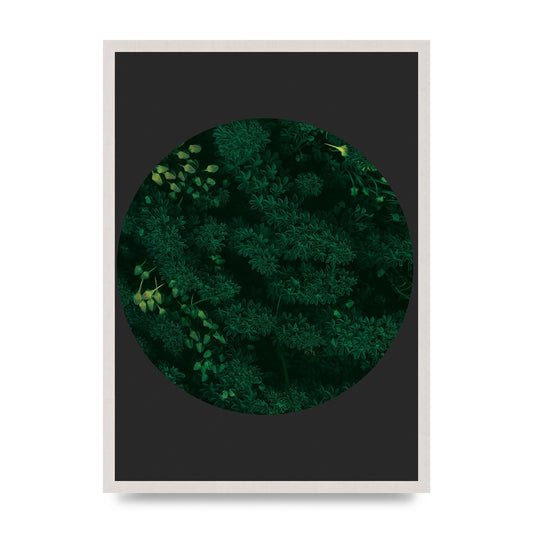 Black Back Green Plant Disc Series One Art For The Home - A2 framed