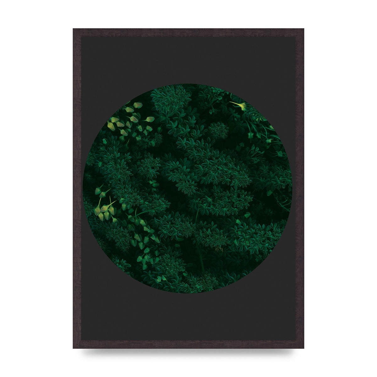 Black Back Green Plant Disc Series One Art For The Home - A2 framed
