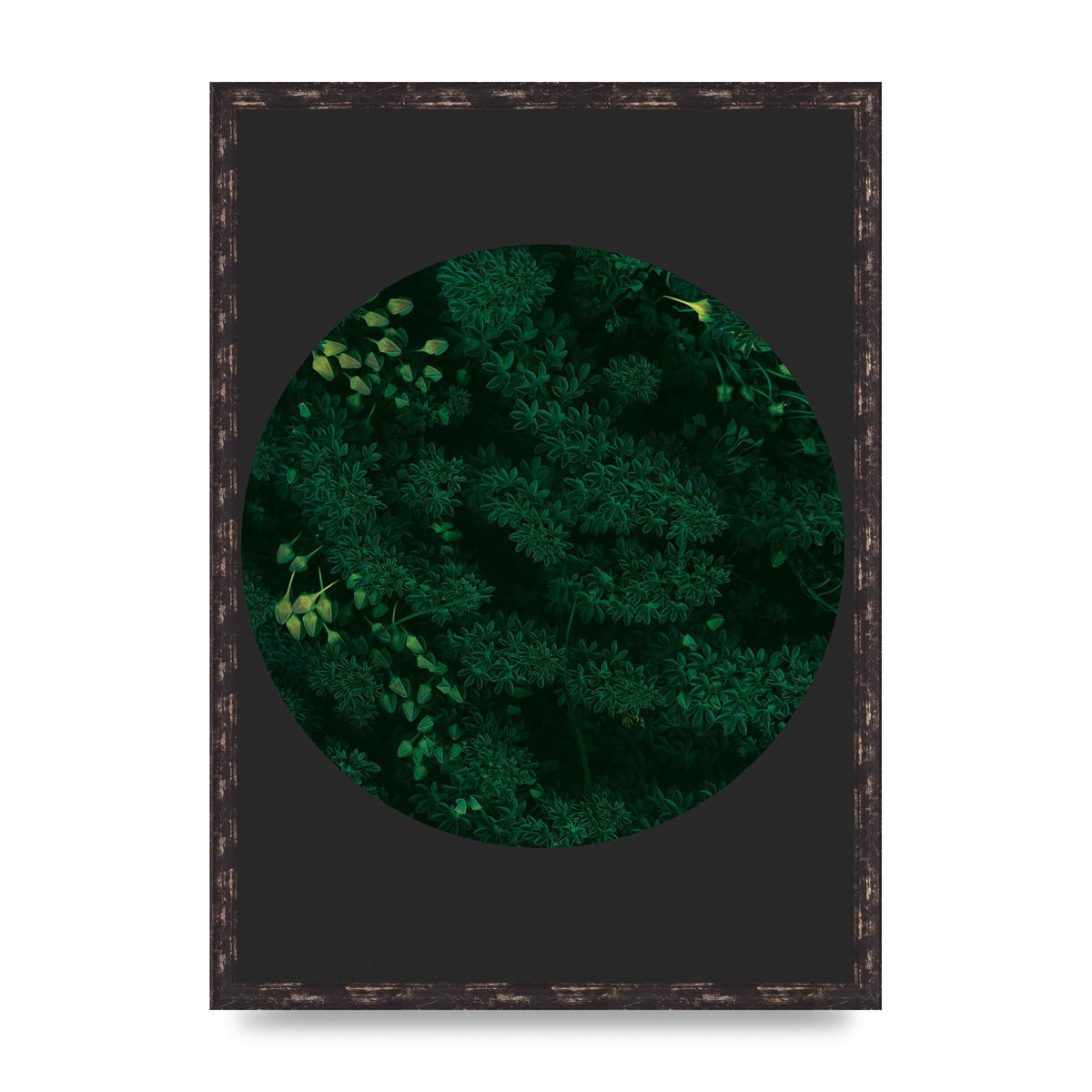 Black Back Green Plant Disc Series One Art For The Home - A2 framed
