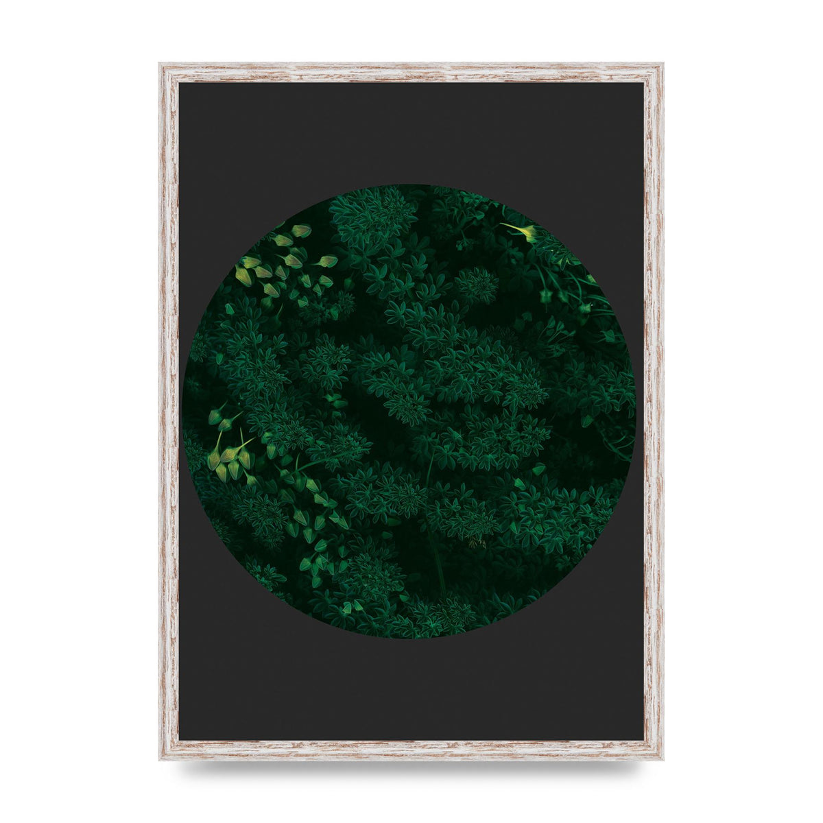 Black Back Green Plant Disc Series One Art For The Home - A2 framed