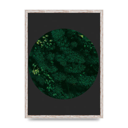 Black Back Green Plant Disc Series One Art For The Home - A2 framed