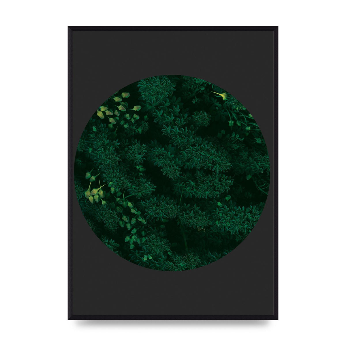 Black Back Green Plant Disc Series One Art For The Home - A2 framed