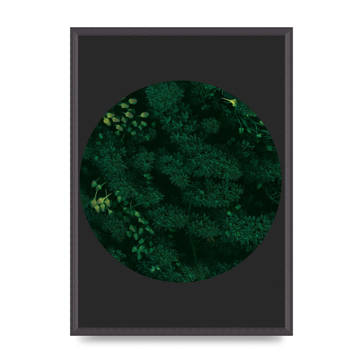 Black Back Green Plant Disc Series One Art For The Home - A2 framed