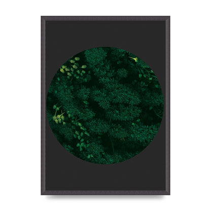 Black Back Green Plant Disc Series One Art For The Home - A2 framed