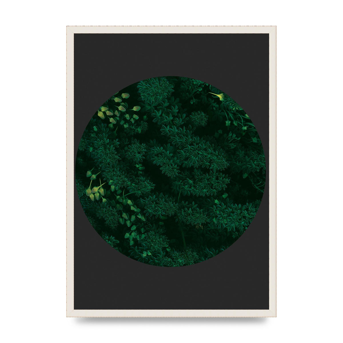 Black Back Green Plant Disc Series One Art For The Home - A2 framed