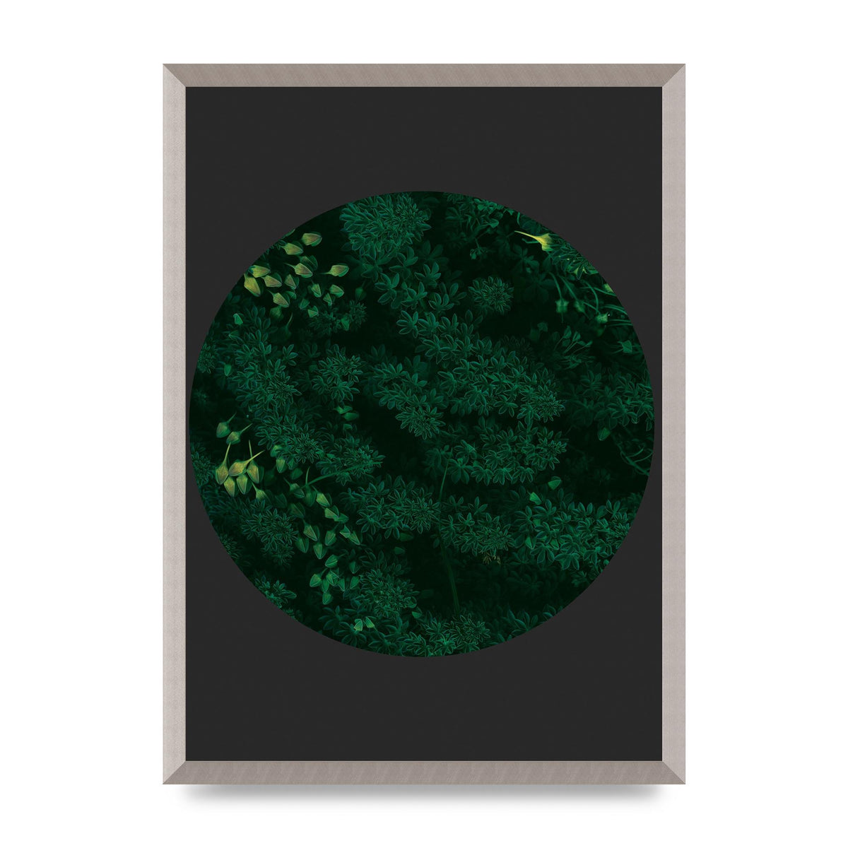 Black Back Green Plant Disc Series One Art For The Home - A2 framed