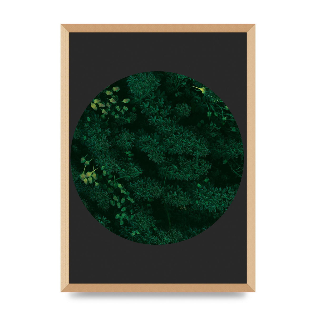 Black Back Green Plant Disc Series One Art For The Home - A2 framed