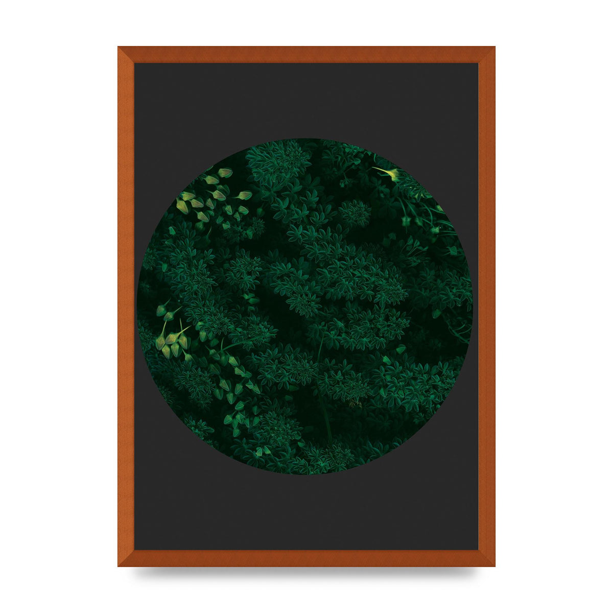 Black Back Green Plant Disc Series One Art For The Home - A2 framed