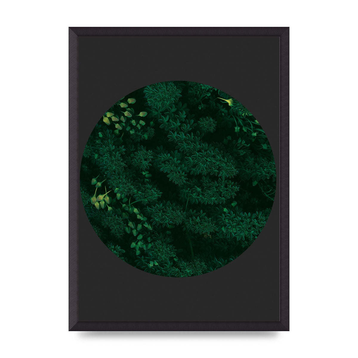 Black Back Green Plant Disc Series One Art For The Home - A2 framed
