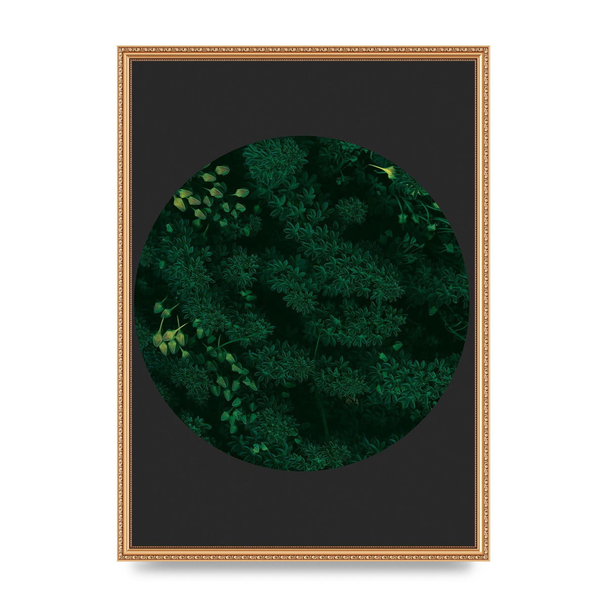 Black Back Green Plant Disc Series One Art For The Home - A2 framed
