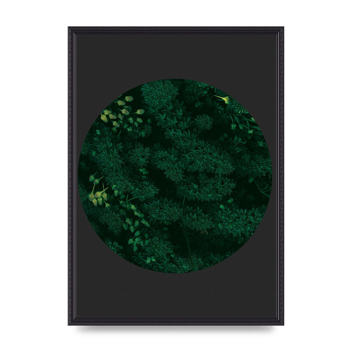 Black Back Green Plant Disc Series One Art For The Home - A2 framed