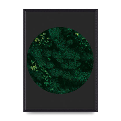 Black Back Green Plant Disc Series One Art For The Home - A2 framed
