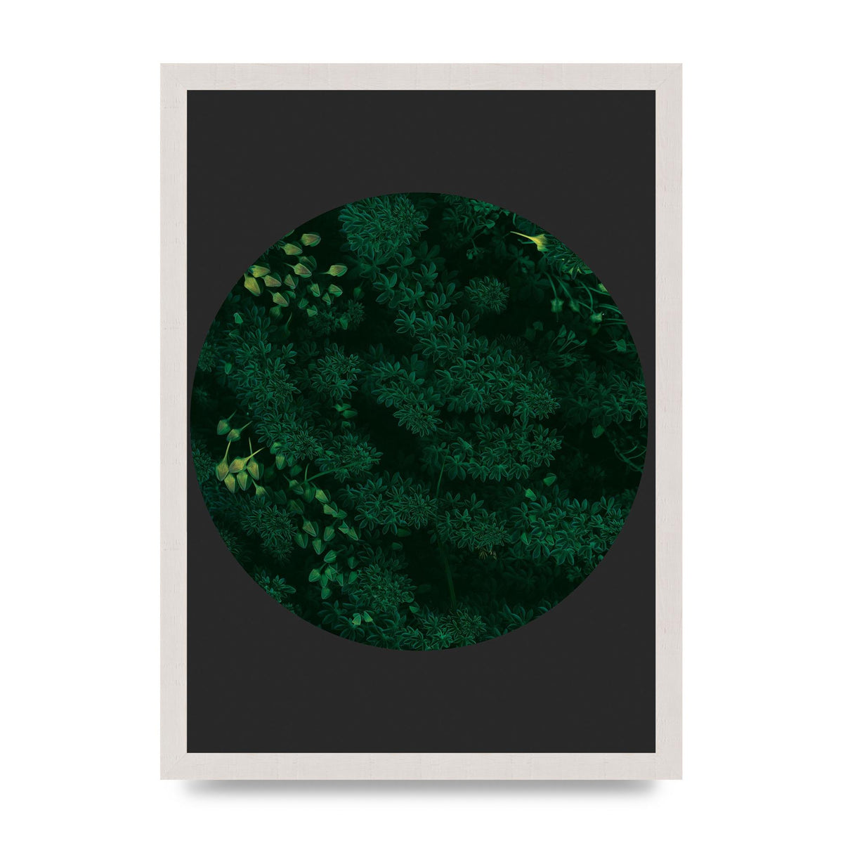Black Back Green Plant Disc Series One Art For The Home - A3 framed