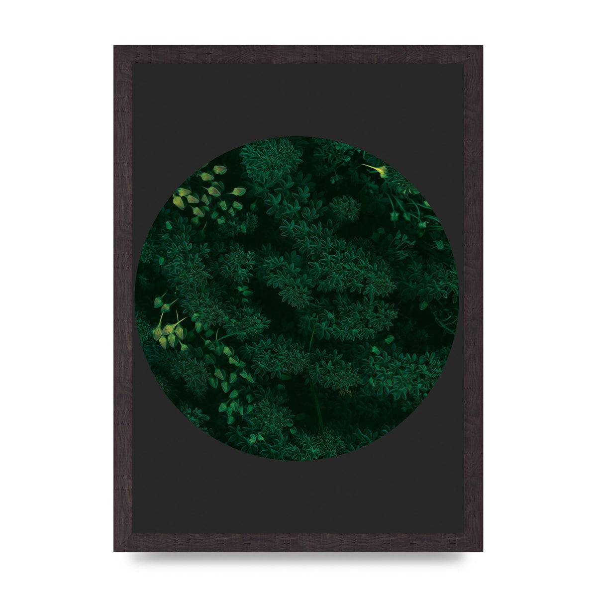 Black Back Green Plant Disc Series One Art For The Home - A3 framed