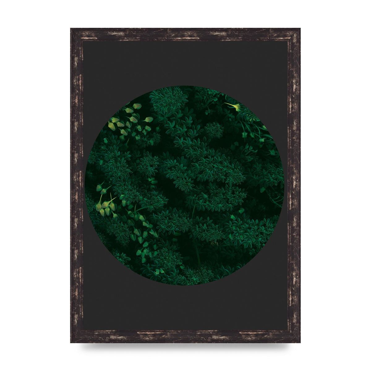 Black Back Green Plant Disc Series One Art For The Home - A3 framed