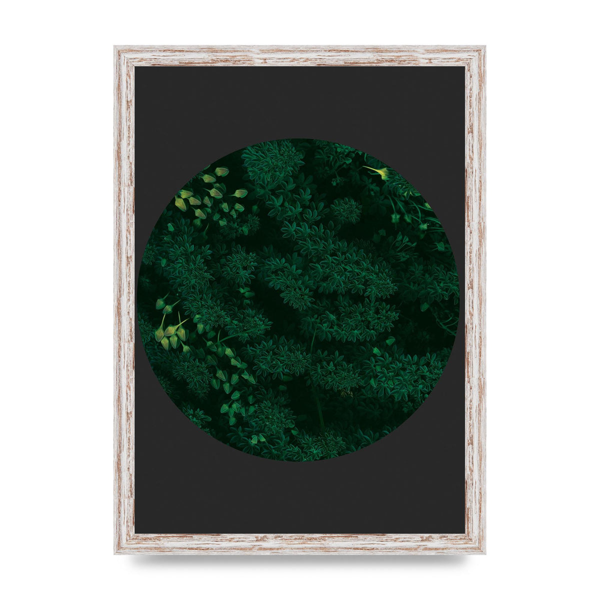 Black Back Green Plant Disc Series One Art For The Home - A3 framed