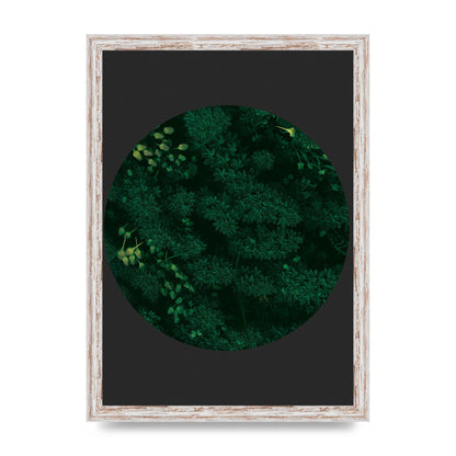 Black Back Green Plant Disc Series One Art For The Home - A3 framed