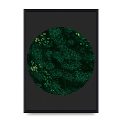 Black Back Green Plant Disc Series One Art For The Home - A3 framed