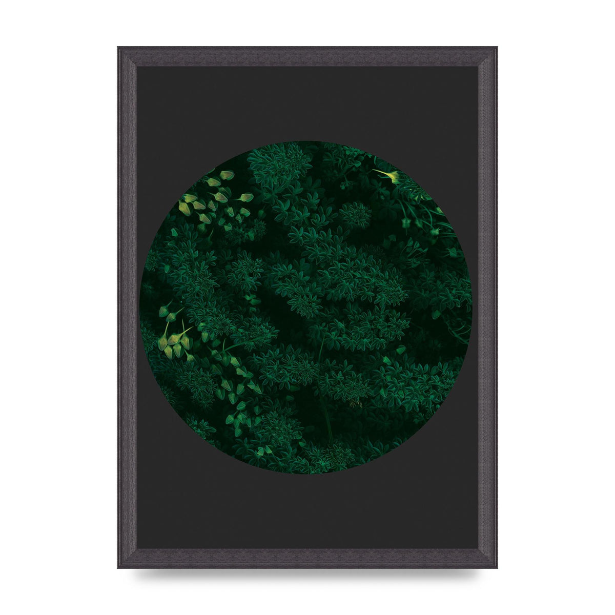 Black Back Green Plant Disc Series One Art For The Home - A3 framed