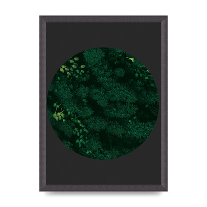Black Back Green Plant Disc Series One Art For The Home - A3 framed