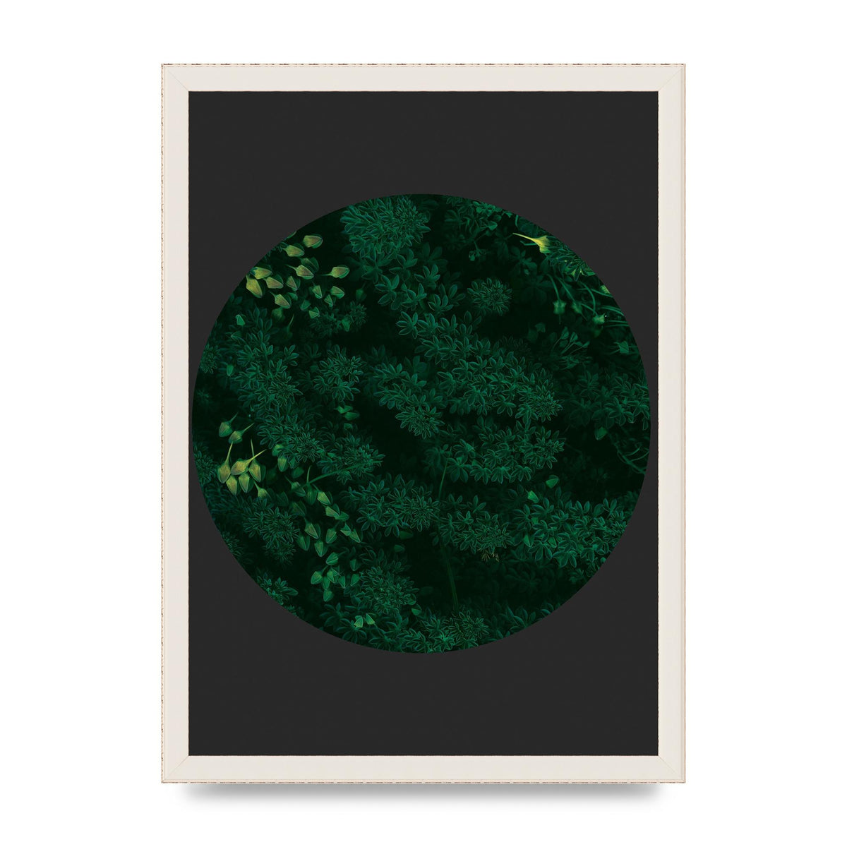 Black Back Green Plant Disc Series One Art For The Home - A3 framed