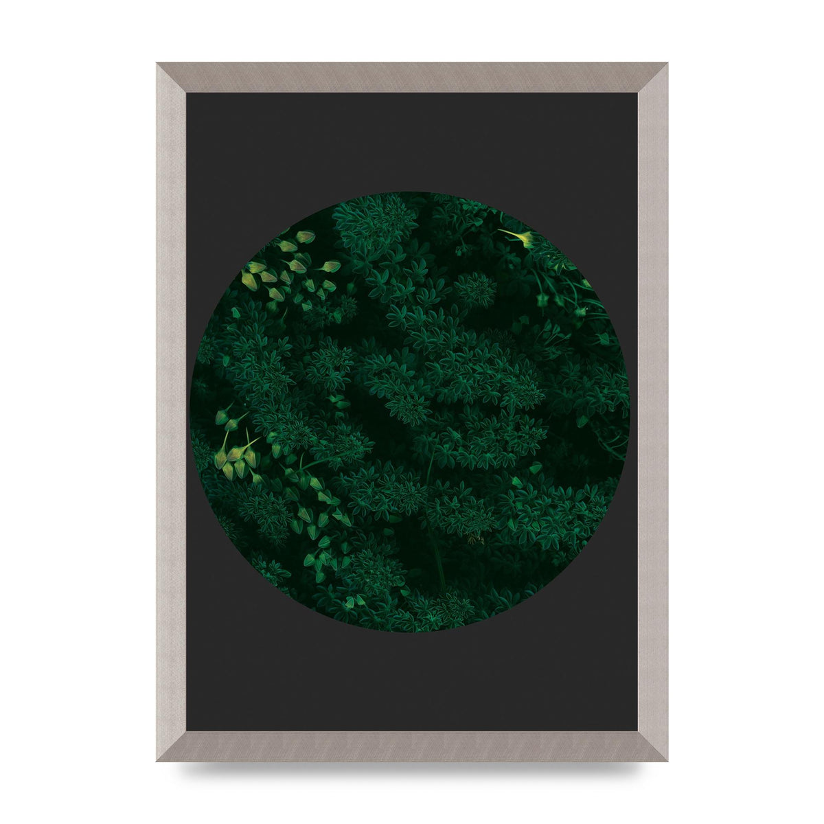 Black Back Green Plant Disc Series One Art For The Home - A3 framed